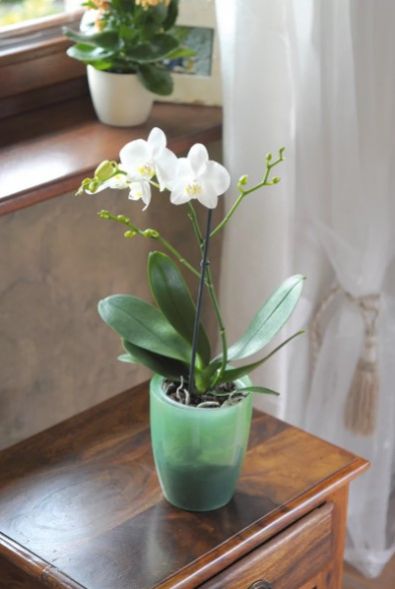 Kvetináč transparentný, plastový, priemer 13,2 cm, COUBI ORCHID, fialový